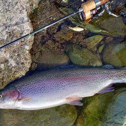平日の天竜川ルアーフライテンカラ専用区